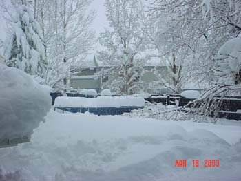 Back-yard
